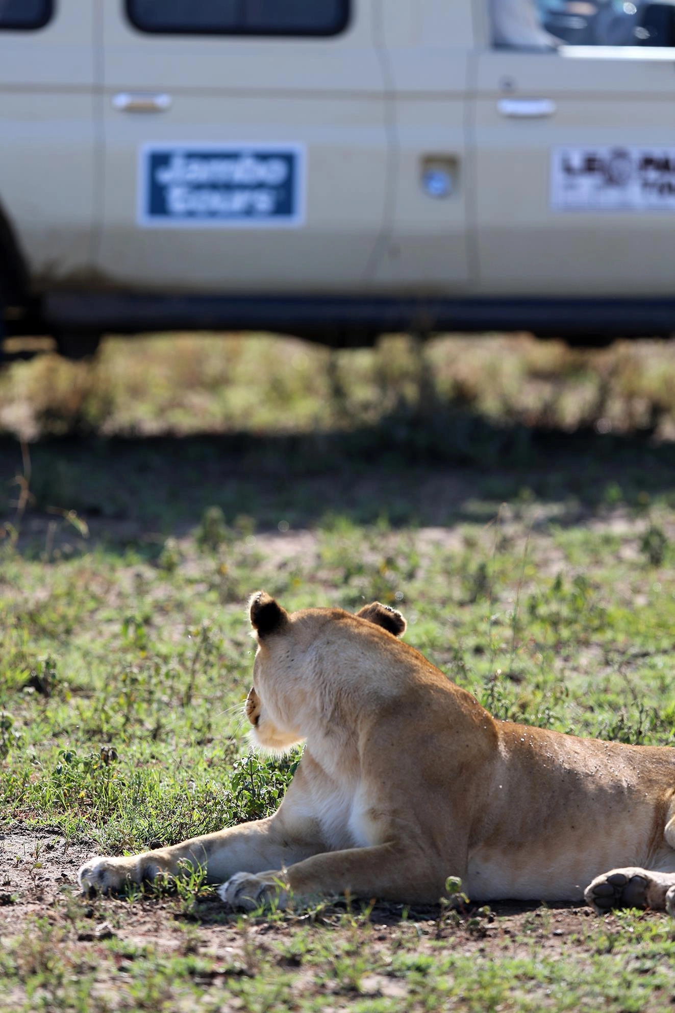 Lejon med jambotoursjeep