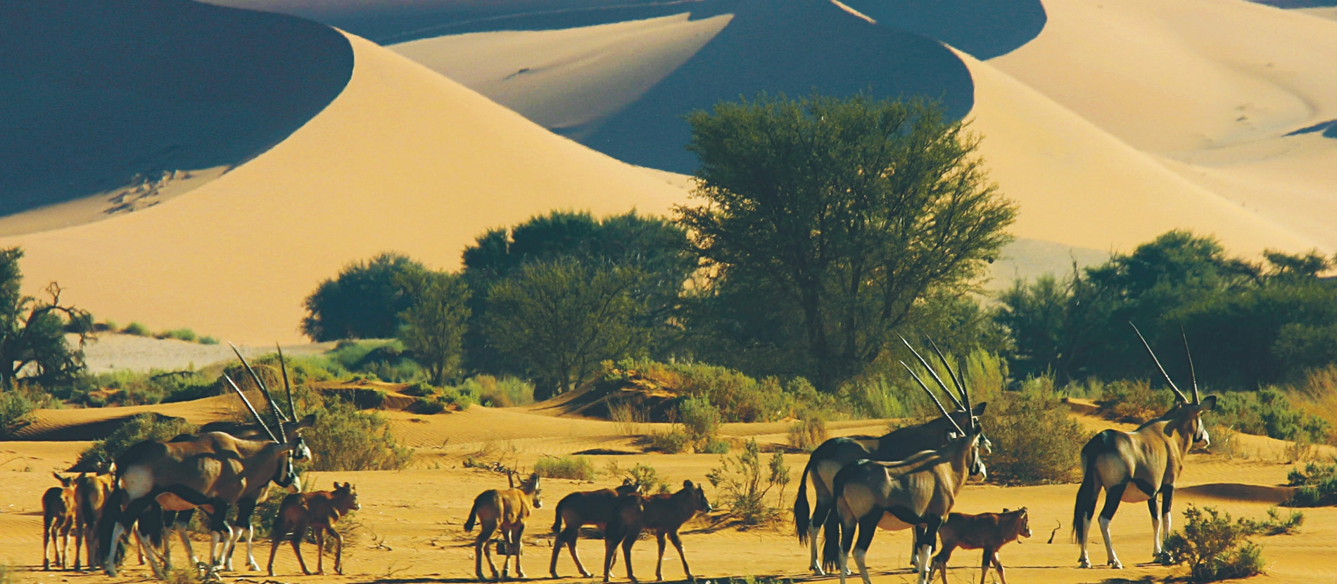 banner_1900x831_namibia_desert