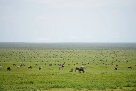 Serengeti