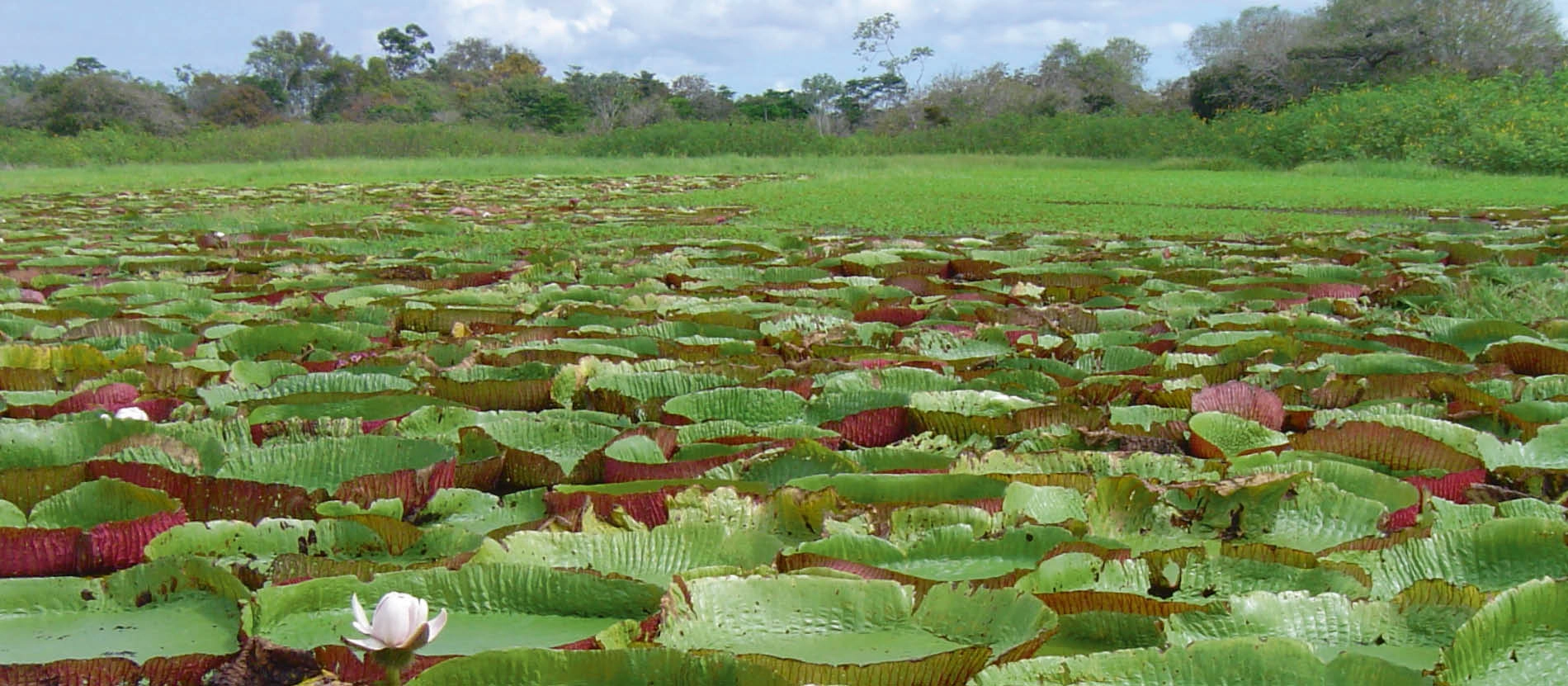 Brasilien_Pantanal_banner