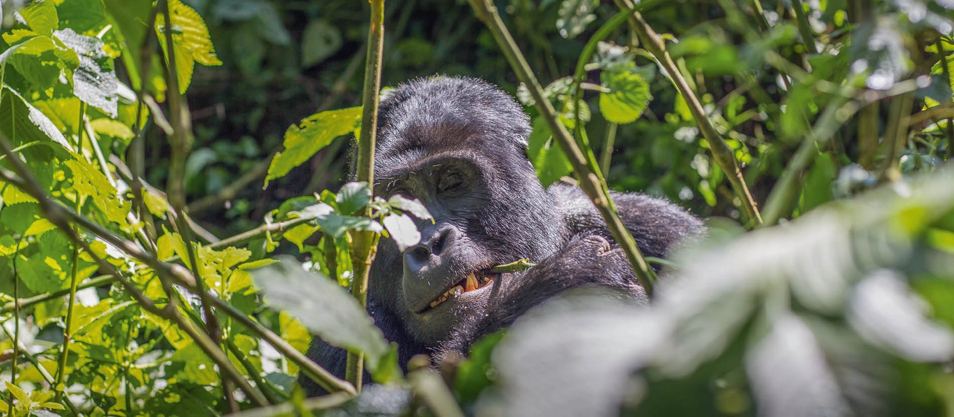 Uganda_Rwanda_Magiska_möten_regnskogen_banner