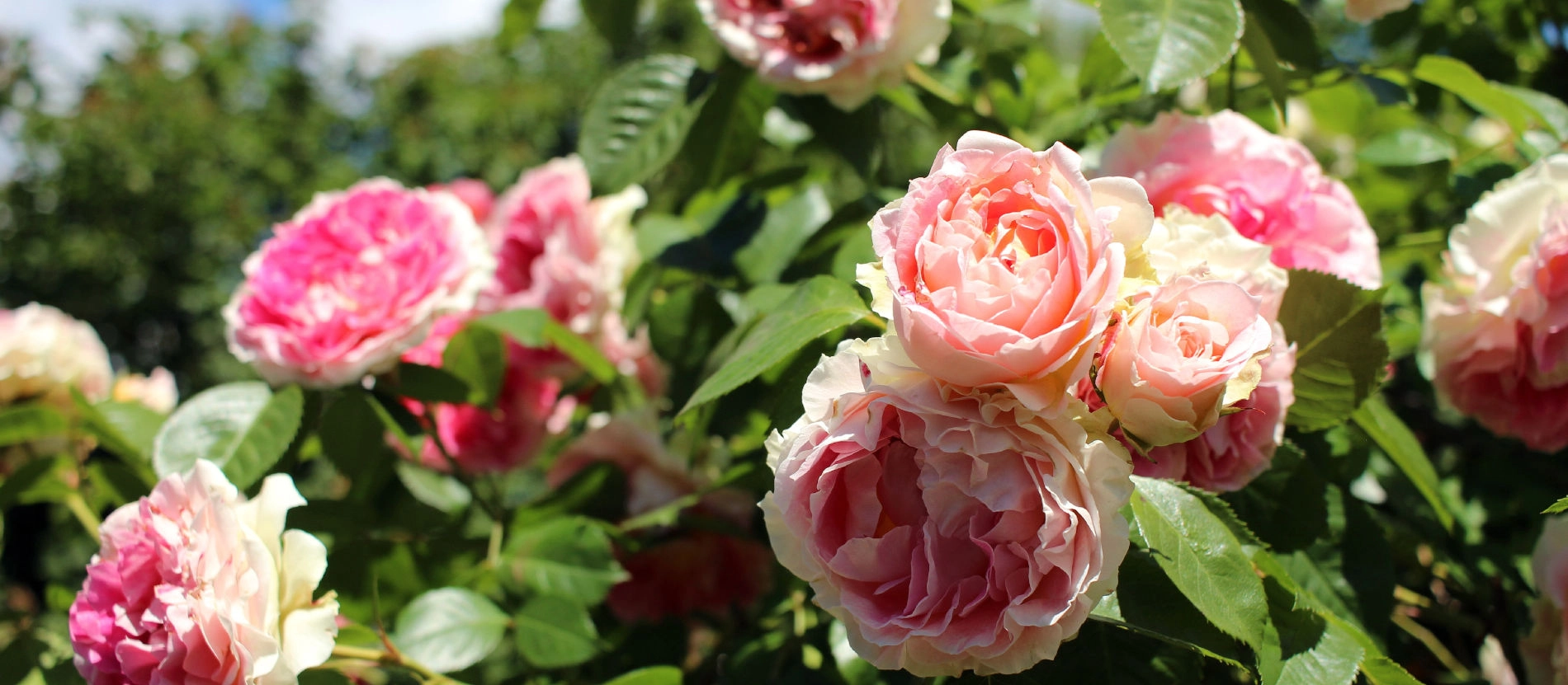 Österlen_rosor_banner_1900x831_shutterstock_685897675