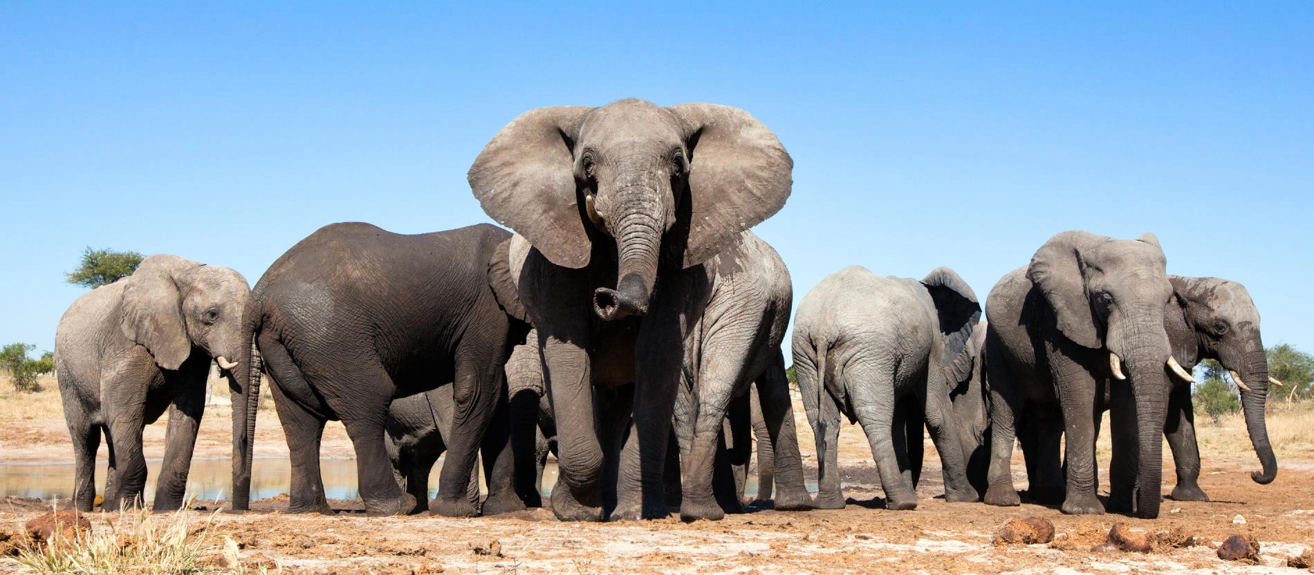 Zimbabwe_Elefaner_banner_1900x831_shutterstock_371384806
