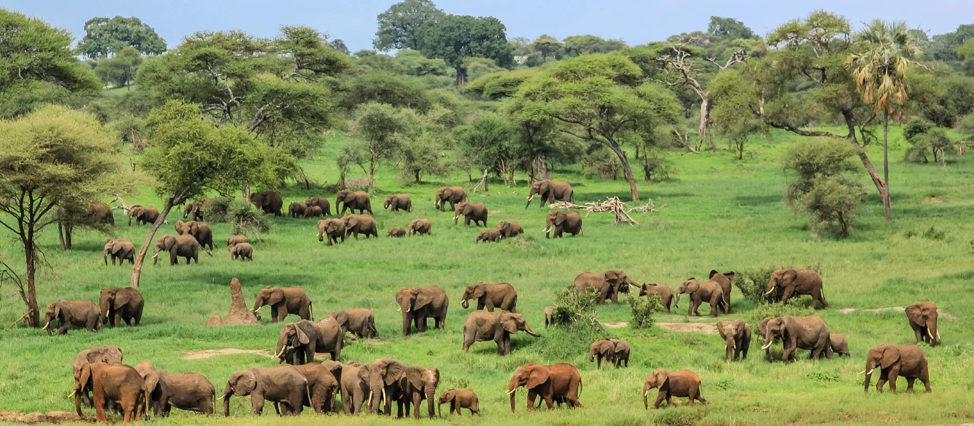 Tarangire_Massor av elefanter_1900x831_shutterstock_537747277