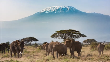 Kenya_Amboseli_Elefanter_Kilimanjaro_459x259_shutterstock_363076172