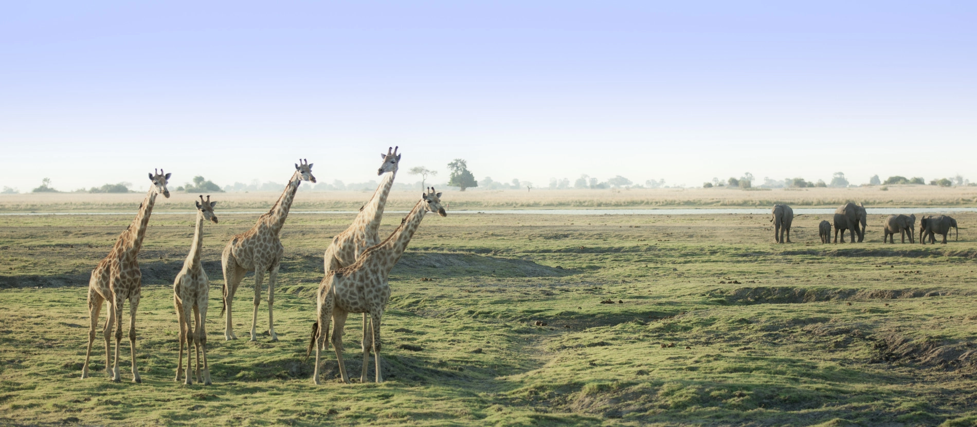 Botswana_Chobe_Giraffer _Elefanter_1900x831_shutterstock_164432393