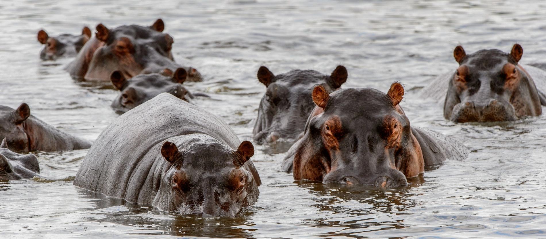 botswana_okavango_flodhästar_13_1900x831_shutterstock_374270992