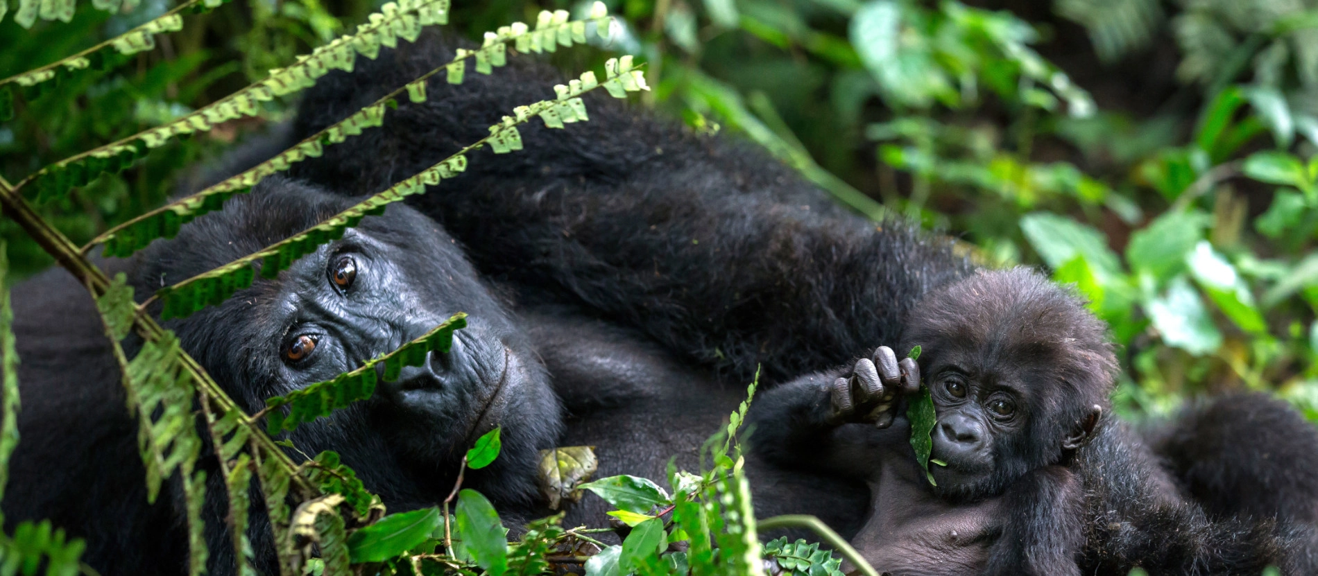 Uganda_Bwindi_gorilla_1900x831_AdobeStock_561136883