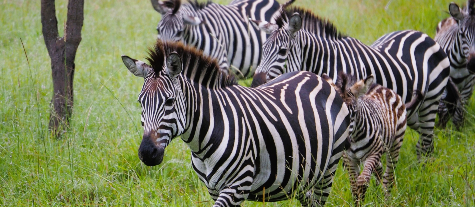 BANNER Uganda-Lakemburo-zebra-MillaIMG_2976 (1) (1)