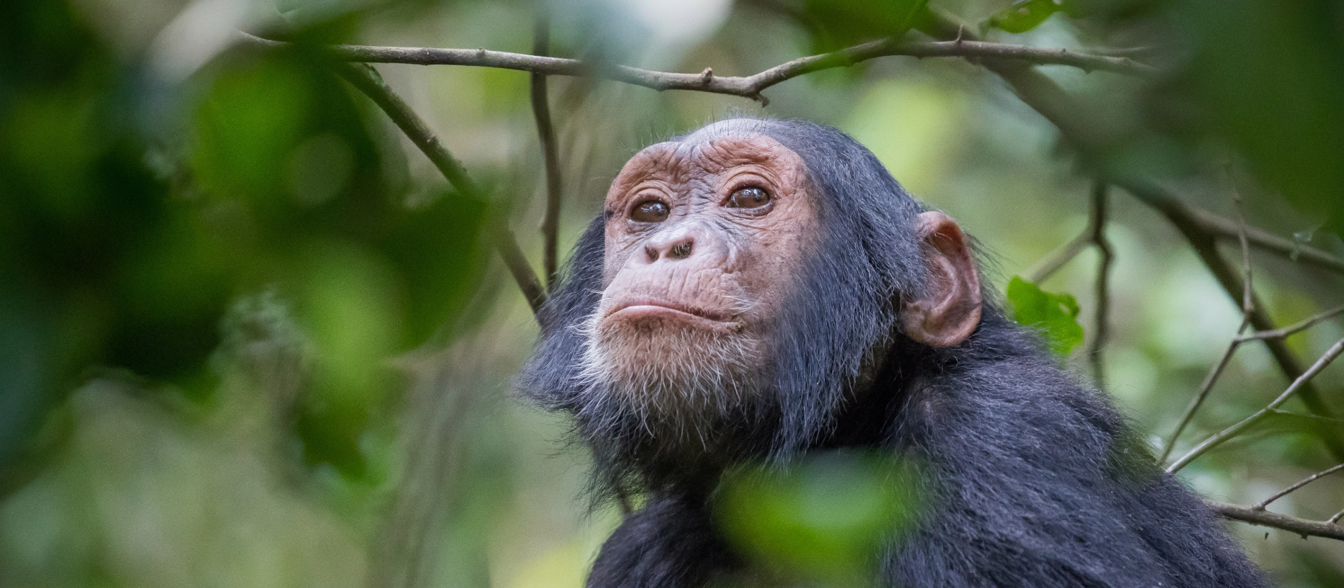 Uganda_Chimp_AdobeStock_186322989