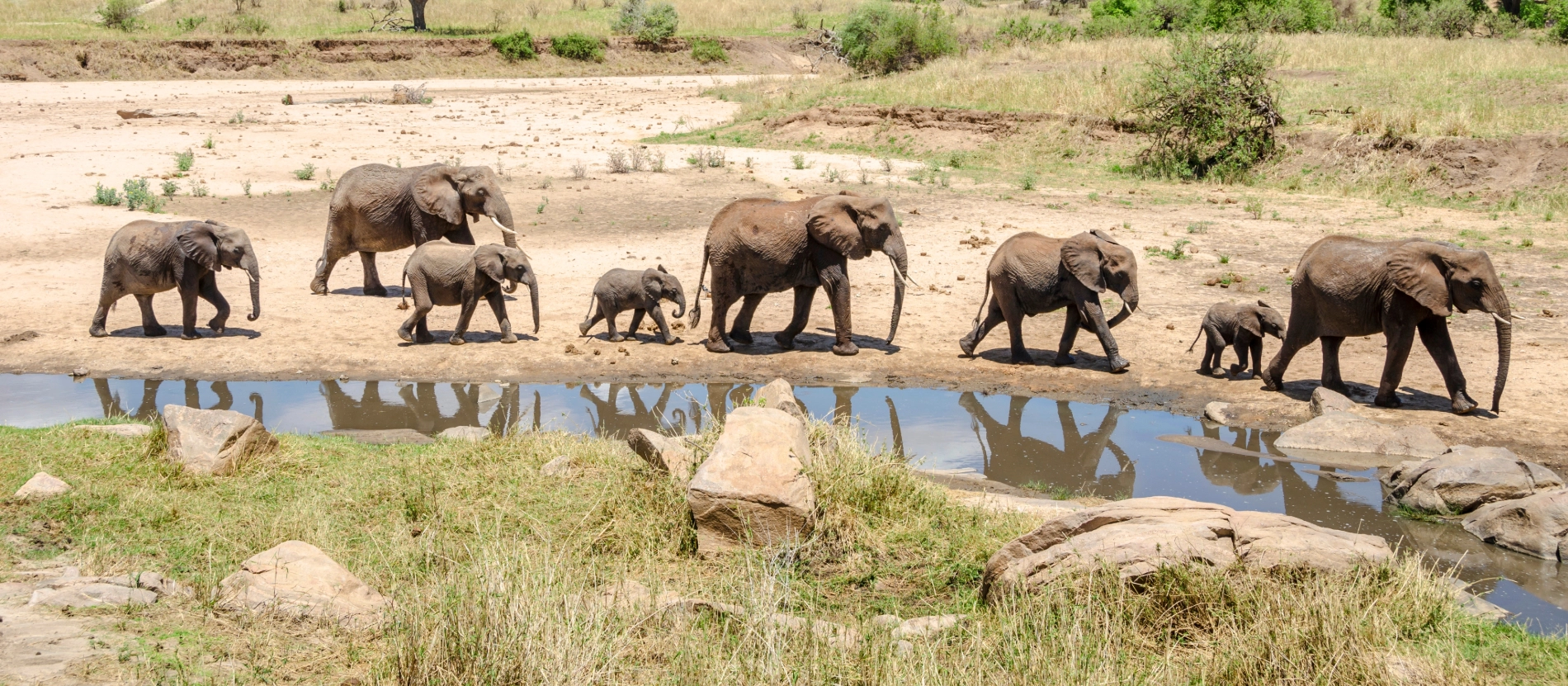 Banner_Tanzania_elefanter__51963809 (1)
