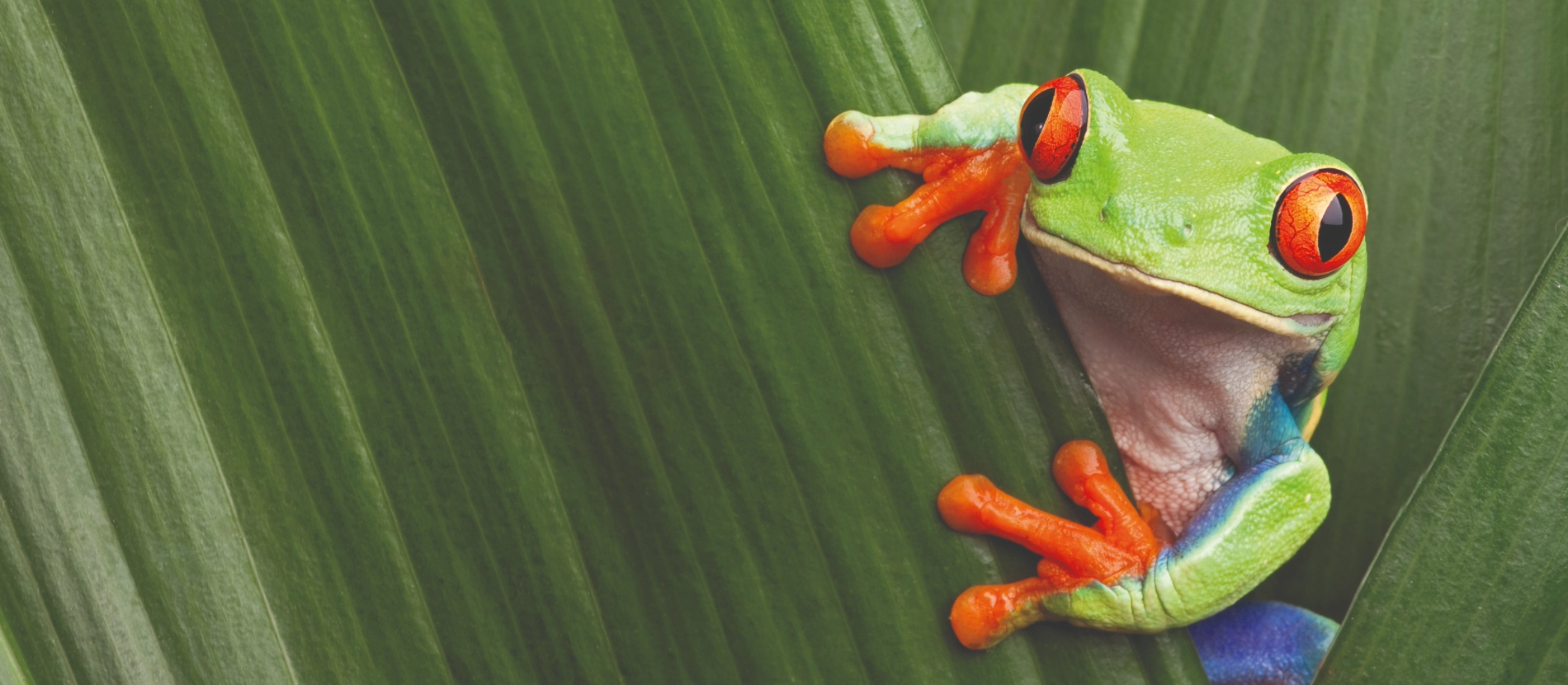 Banner_AdobeStock_38357419