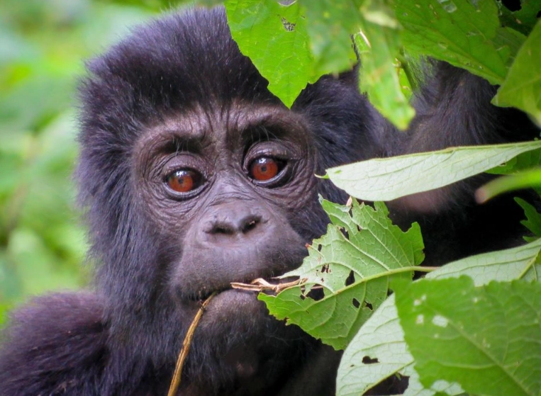 uganda