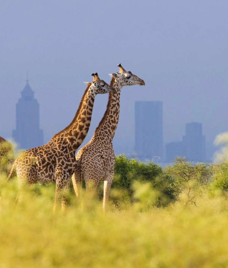 Kenya_Nairobi_giraff_AdobeStock_1381789668