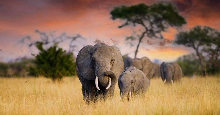 A herd of wild elephants walk through the savanna of Tarangire N