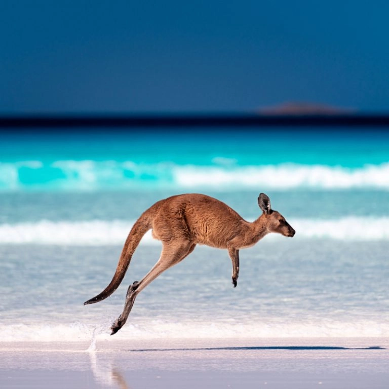 Australien_Kängru_AdobeStock_322874133 (2) (1)
