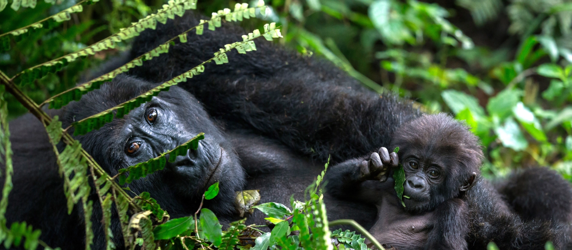 Banner_Uganda_Bwindi_Gorilla_AdobeStock_561136883 (1) – kopia