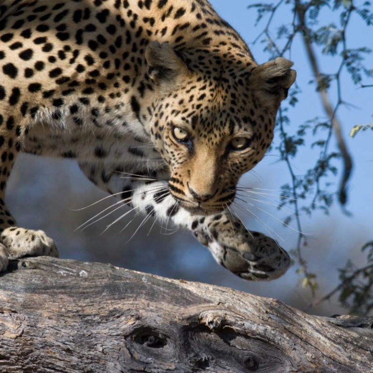 Leopard_AdobeStock_20337139