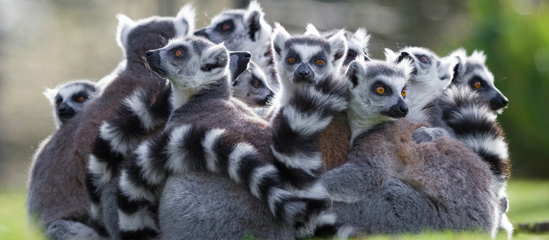 Madagaskar- lemurer-AdobeStock_387097533 (1)