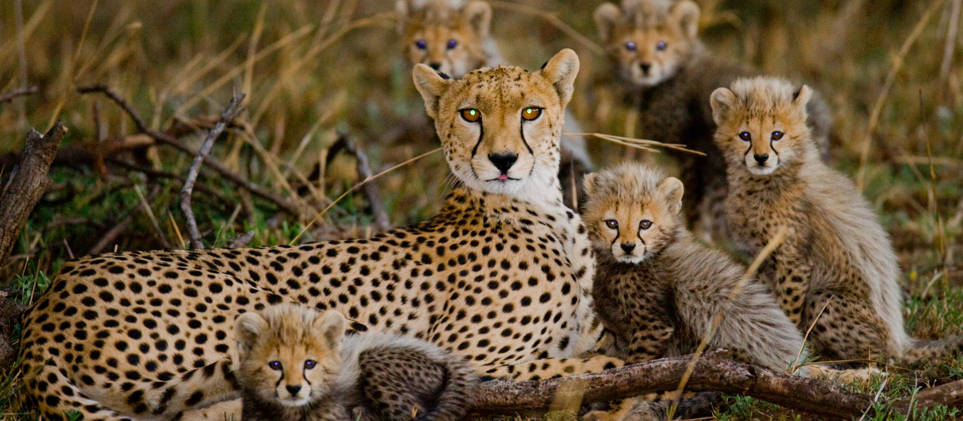 Tanzania_Gepardfamilj_shutterstock_365257415