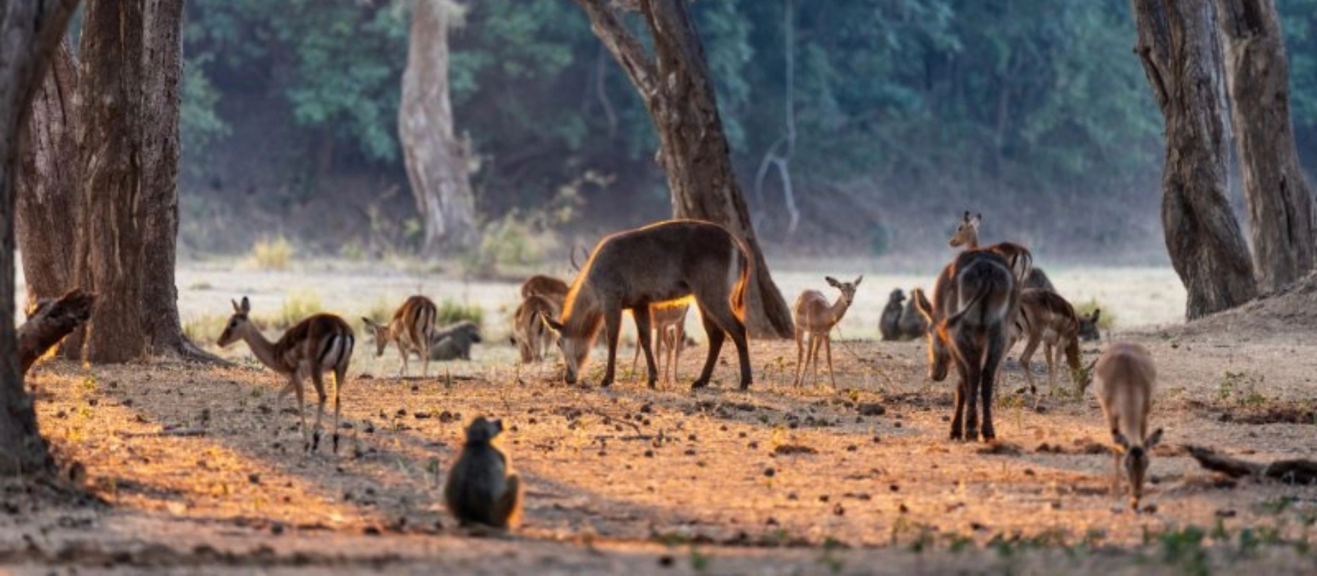 vilda_vackra_zambia_18_bildspel_800x