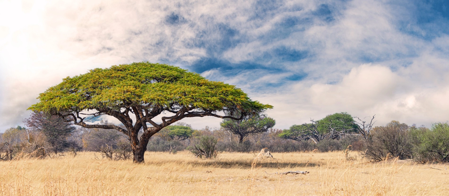 Zimbabwe_Acacia_Hwange_National Park_AdobeStock_344525929