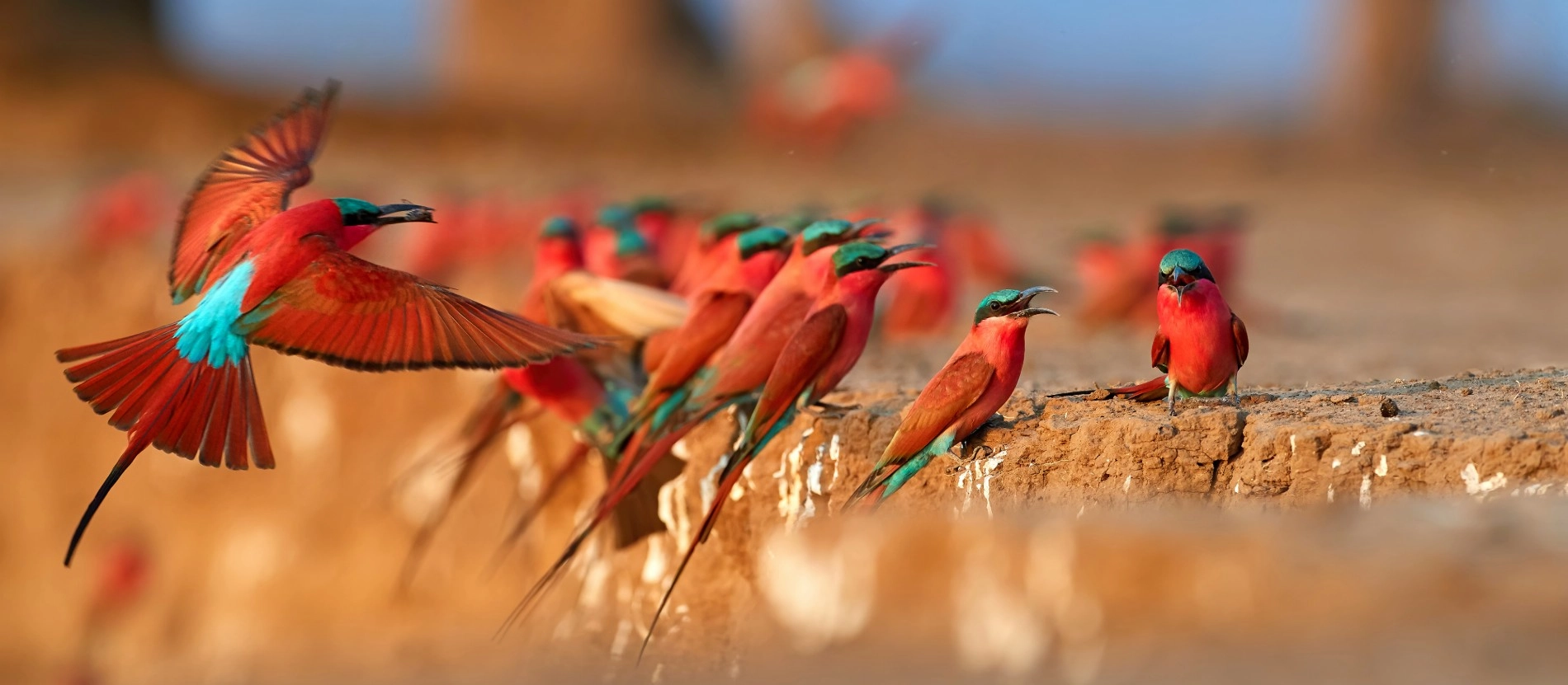 Zambia_vävarfåglar_Zambesifloden_AdobeStock_299733356