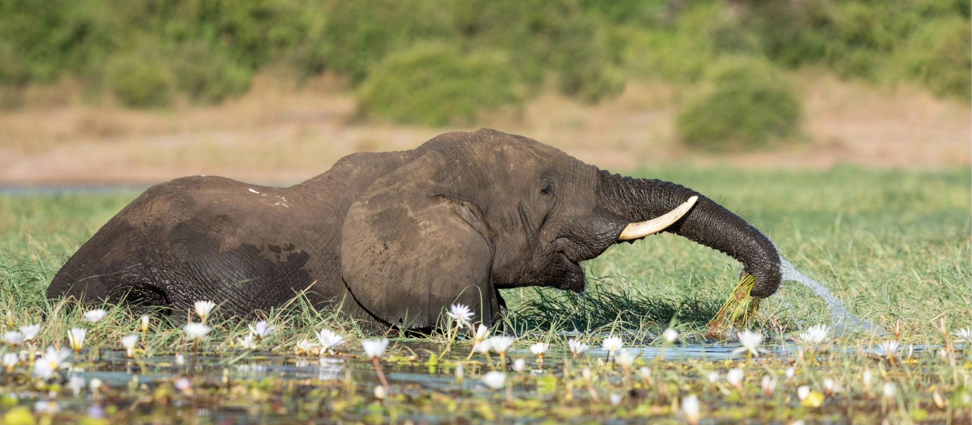 botswana_elephant_chobe_river_banner_AdobeStock_158858953