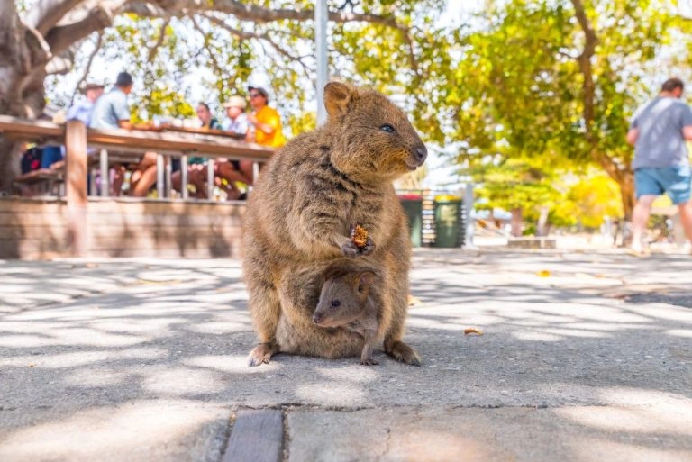 australien_rottnestisland_quokka_shutterstock_1423474436-1024×684