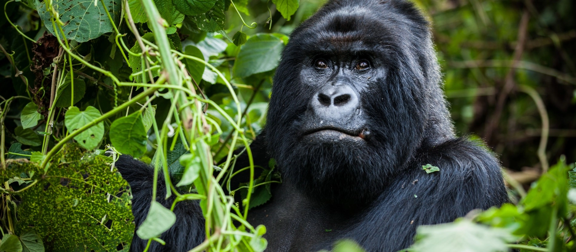 Rwanda_gorilla_banner_AdobeStock_332581011