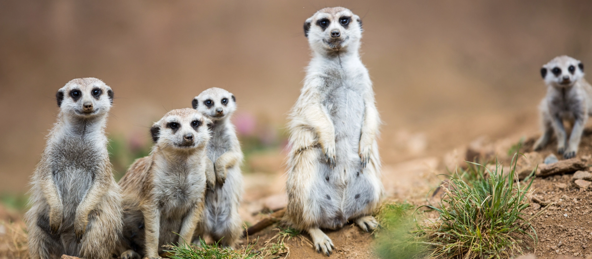 Banner-surikater-AdobeStock_96176260