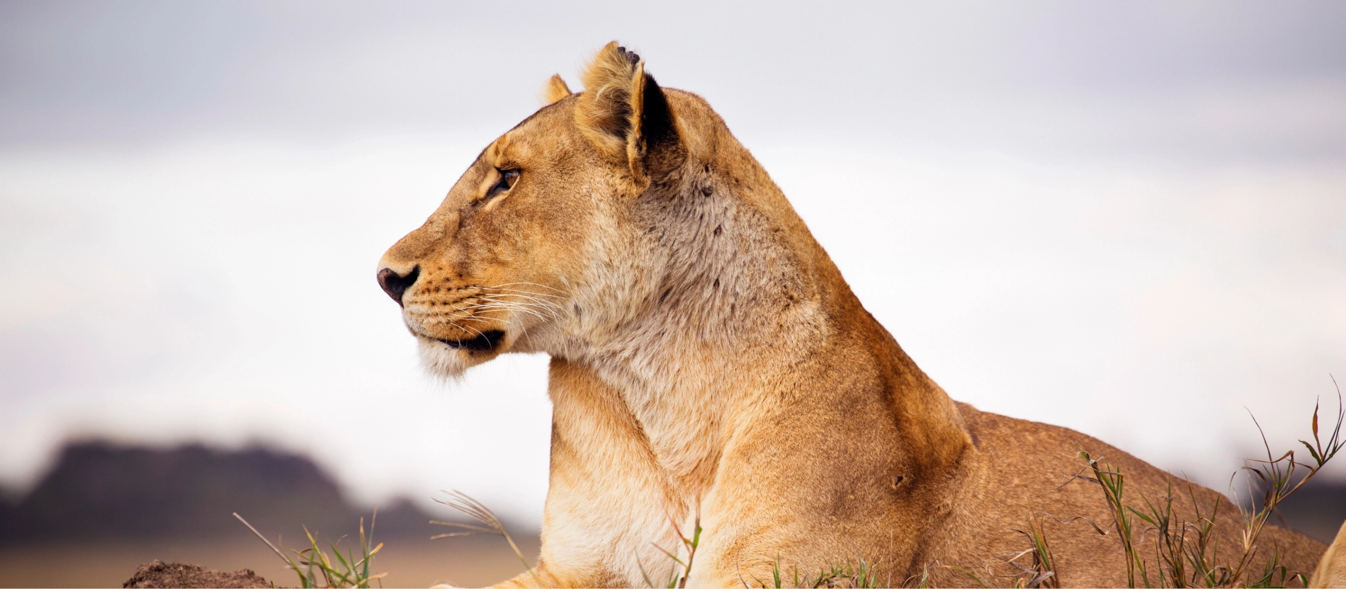 Tanzania-Lion CloseUp_Roger Borgelid