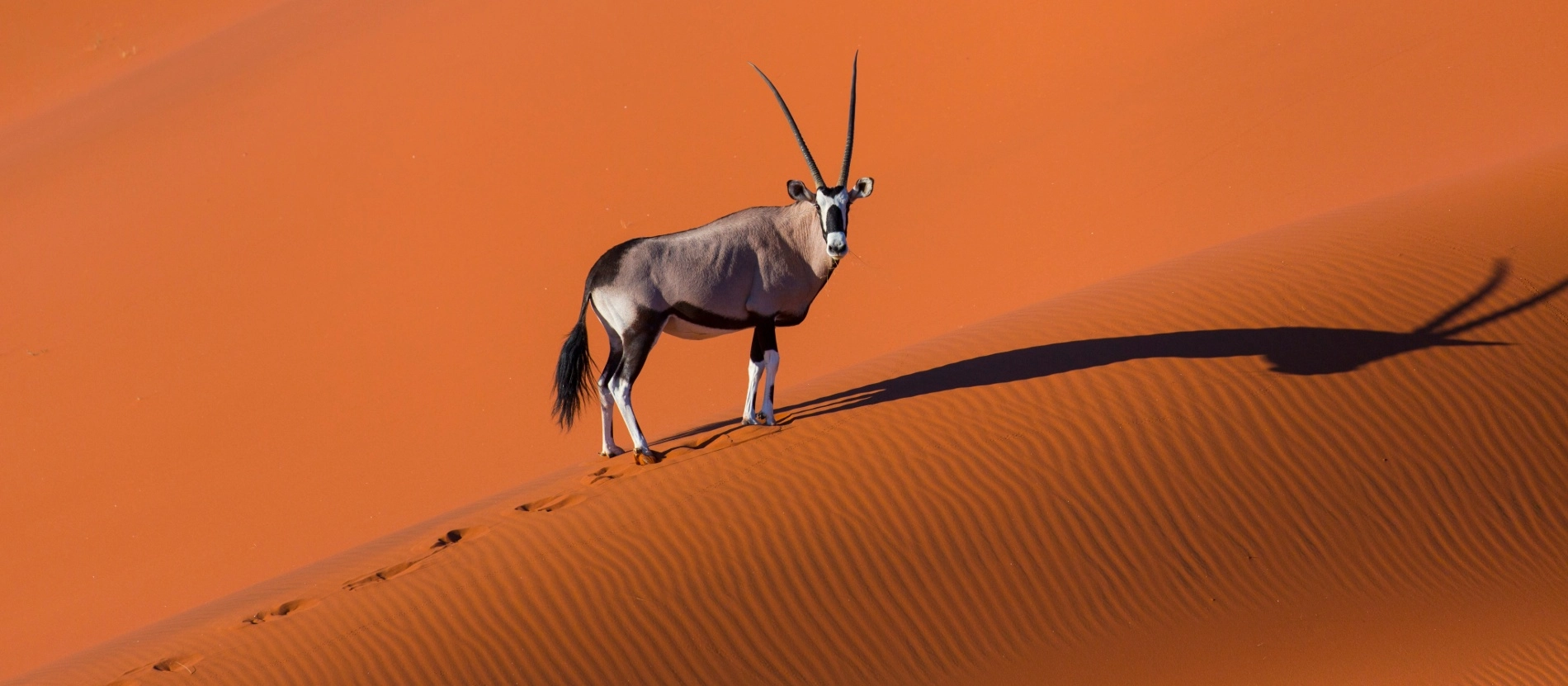 Namibia_Sousslavei_banner_AdobeStock_290312099