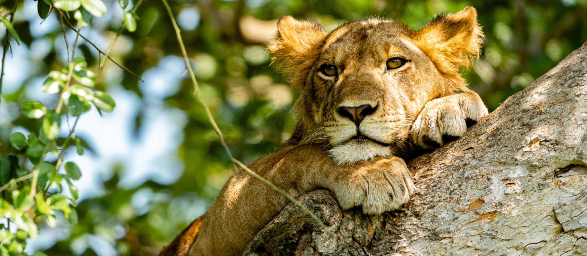 Uganda-Ishasa_lejon_AdobeStock_323471355