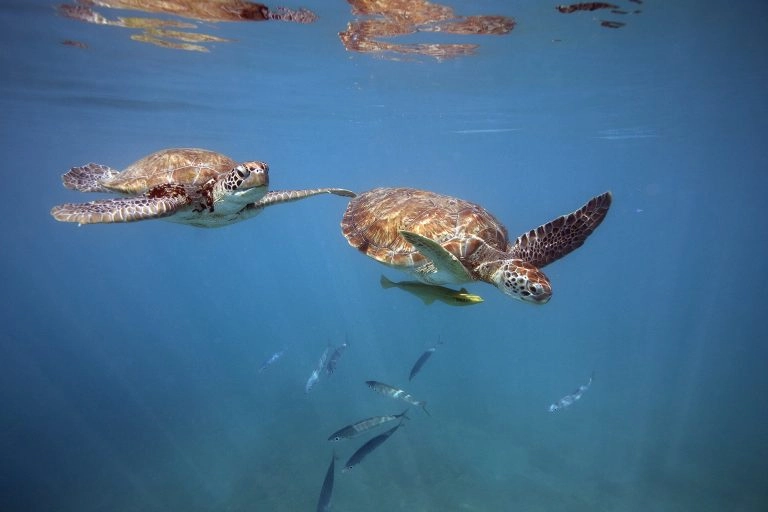 Adult turtles (1)