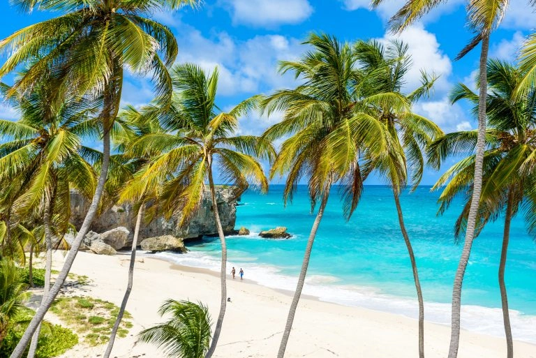Bottom Bay, Barbados – Paradise beach on the Caribbean island of Barbados. Tropical coast with palms hanging over turquoise sea. Panoramic photo of beautiful landscape.