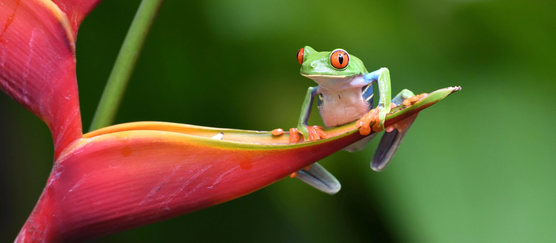 Costa Rica-Groda-Banner-AdobeStock_252621347
