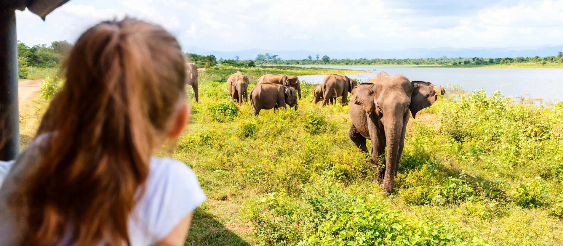 Banner-Sri Lanka-Elefant-AdobeStock_337072045 (1)