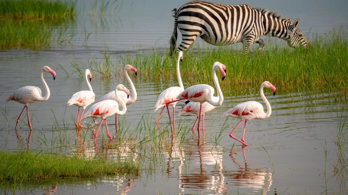 Ngorongorokratern - även kallad Edens lustgård - med sin mångfald av djur