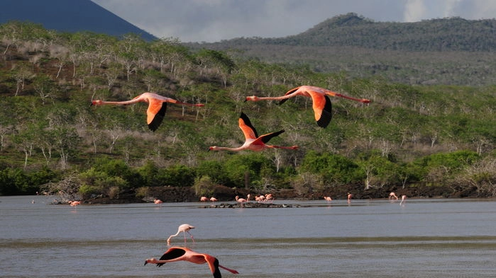 Flamingos