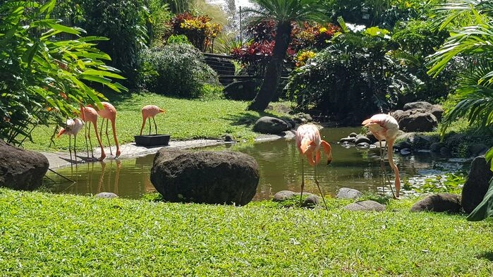 På Guadeloupe ligger den magnifika Jardin Botanique de Deshaies, bara en kort resa från kajen. En härlig och färggrann promenad bland orkidéer, hibiscus, bougainvillea, skummande vattenfall och rosa flamingos.