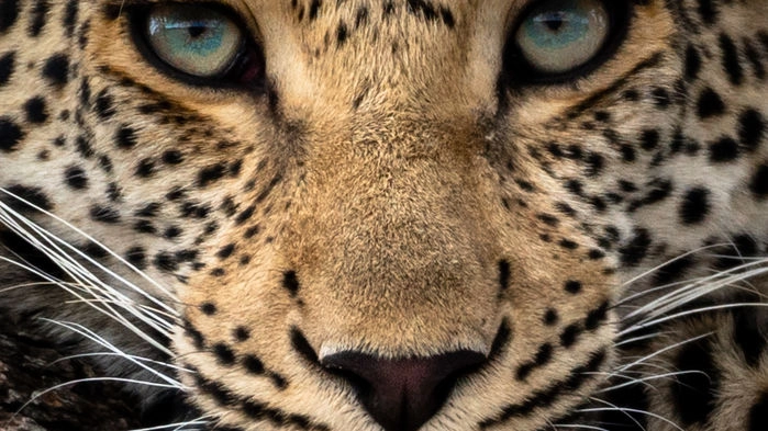 Leopard