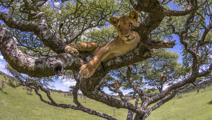 safari tanzania eller sydafrika