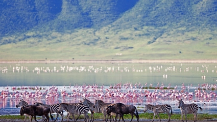 Ngorongorokratern - även kallad Edens lustgård - med sin mångfald av djur
