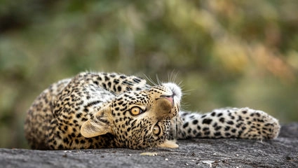 Natur, kultur & vilda djur i Sydafrika