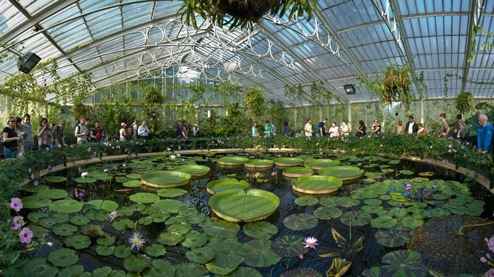 I Waterlily House finns färggranna näckrosor och andra exotiska växter.