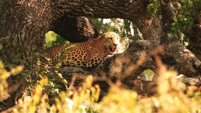 Leopard i Yala nationalpark