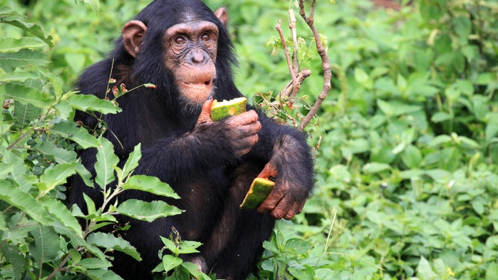 <P>Vid Lake George finns goda möjligheter att se schimpanser.</P>