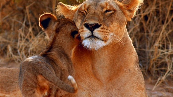 Lejonhona med unge i Samburu Nationalpark.