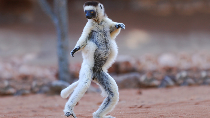 Med lite tur får ni se dansande lemurer i Andasibe och Ranomafana